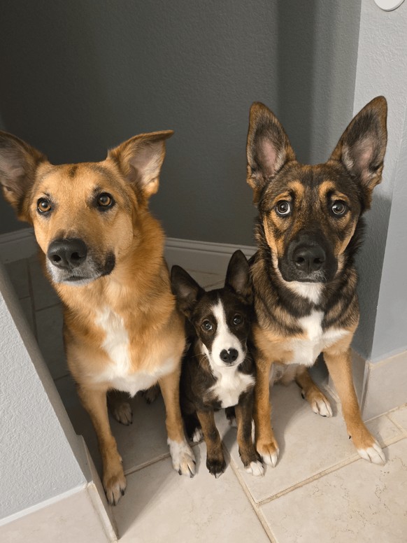 cute news tier hund

https://www.reddit.com/r/puppies/comments/1n5345s/how_does_one_not_foster_fail_a_3_month_old_cutie/