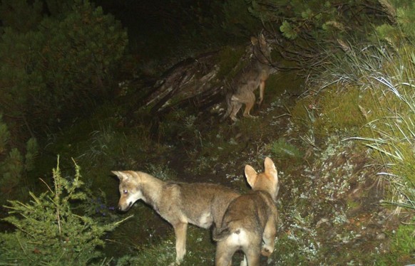 HANDOUT - Das undatierte Bild aus einer Fotofalle zeigt Jungwoelfe des Calandarudels, Jahrgang 2014. Das erste Wolfsrudel der Schweiz am Calanda im buenderisch-st. gallischen Grenzgebiet waechst und w ...