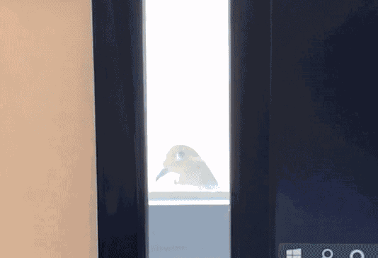 Animated GIF