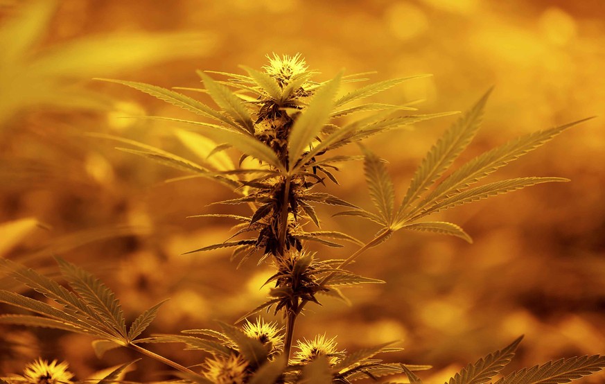 A Cannabis plant is pictured in a grow room in a state-owned agricultural farm in Rovigo, about 60 km (40 miles) from Venice, September 22, 2014. Italy legalised marijuana for medical use last year, b ...