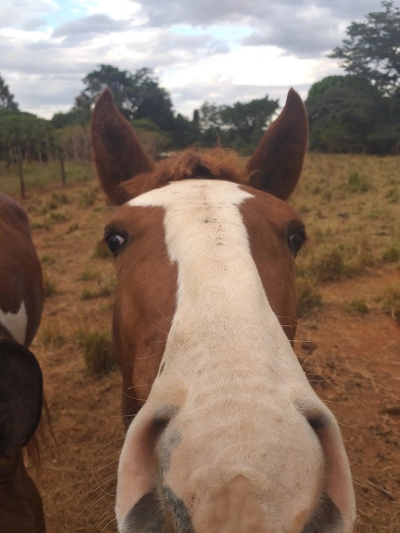 curious horse