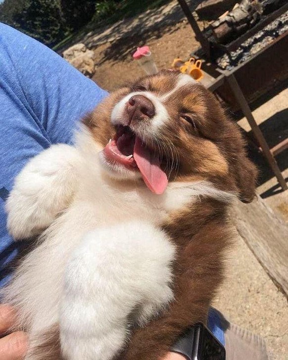 cute news animal tier hund dog doggo

https://www.reddit.com/r/aww/comments/sid64b/bruno_is_having_a_good_time_out_here/
