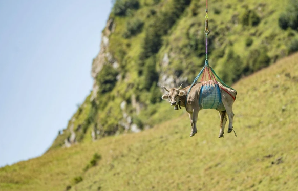 Fliegende Kühe