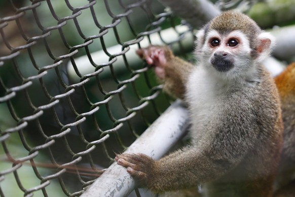 epa10545499 A Squirrel monkey in an enclosure at the San Emigdio Wildlife Valuation and Care Center, in Palmira, Valle del Cauca, Colombia, 24 March 2023 (issued 27 March 2023). In the mountains of Pa ...