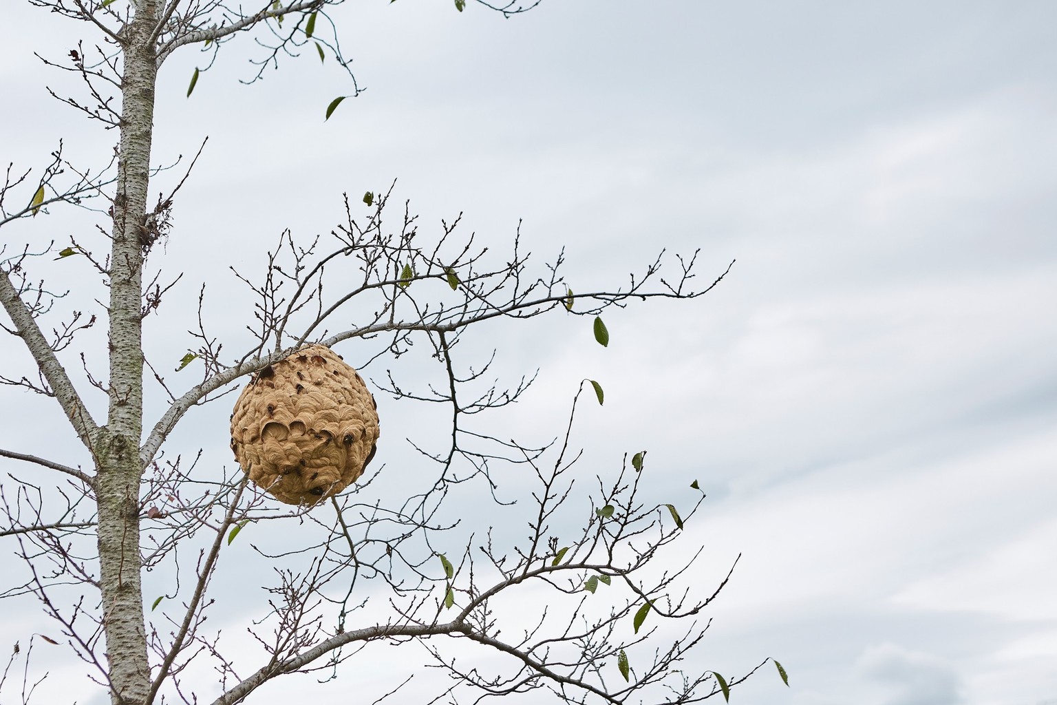 Ein Nest der Asiatischen Hornisse. Funde sollten umgehend den Behörden gemeldet werden.