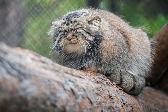 Manul