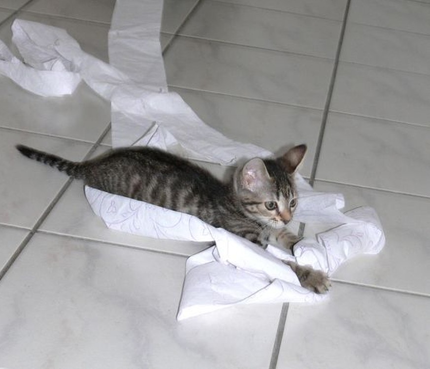 17 typische Katzenmomente, die dir sicher bekannt vorkommen