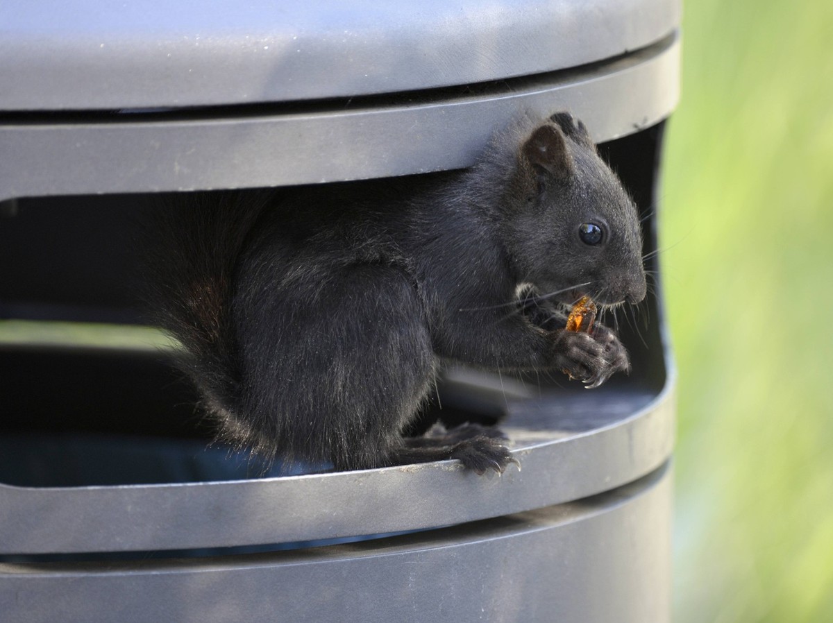 Bildnummer: 60816849 Datum: 11.12.2013 Copyright: imago/blickwinkel Europaeisches Eichhoernchen, Eurasisches Eichhoernchen, Eichhoernchen (Sciurus vulgaris), melanistisches Tier sitzt in einer Muellto ...