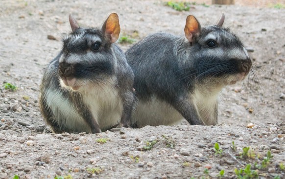 Viscacha