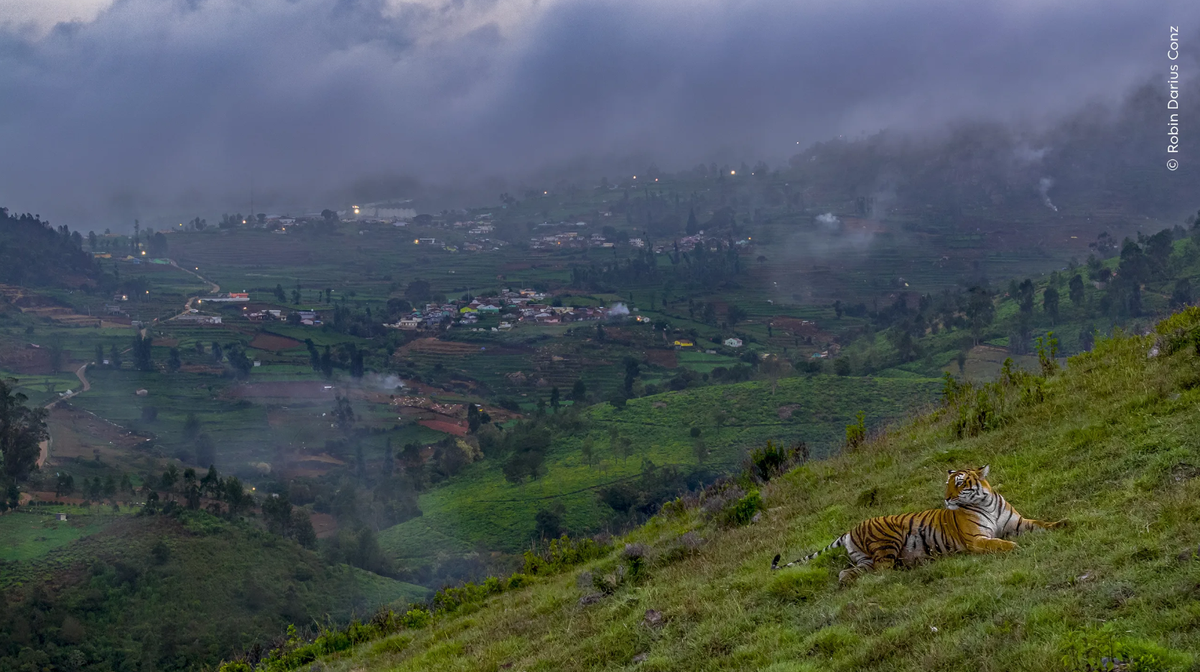 Tiger in Town
Robin Darius Conz (Germany) watches a tiger on a hillside against the backdrop of a town where forests once grew.
Gewinner der Kategorie Urban Wildlife im Wildlife Photography of the Yea ...