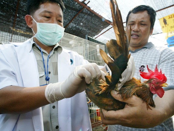 Thai veterinarian from Thai livestock department Amnart Roongrojsiboon, takes sample of a dropping from a chicken at Chattuchuk market in Bangkok, Thailand Tuesday 27 January 2004 to check for the avi ...