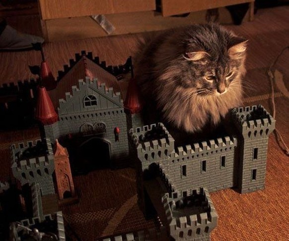 Eine Katze bewacht strengen Blickes ihre Burg.