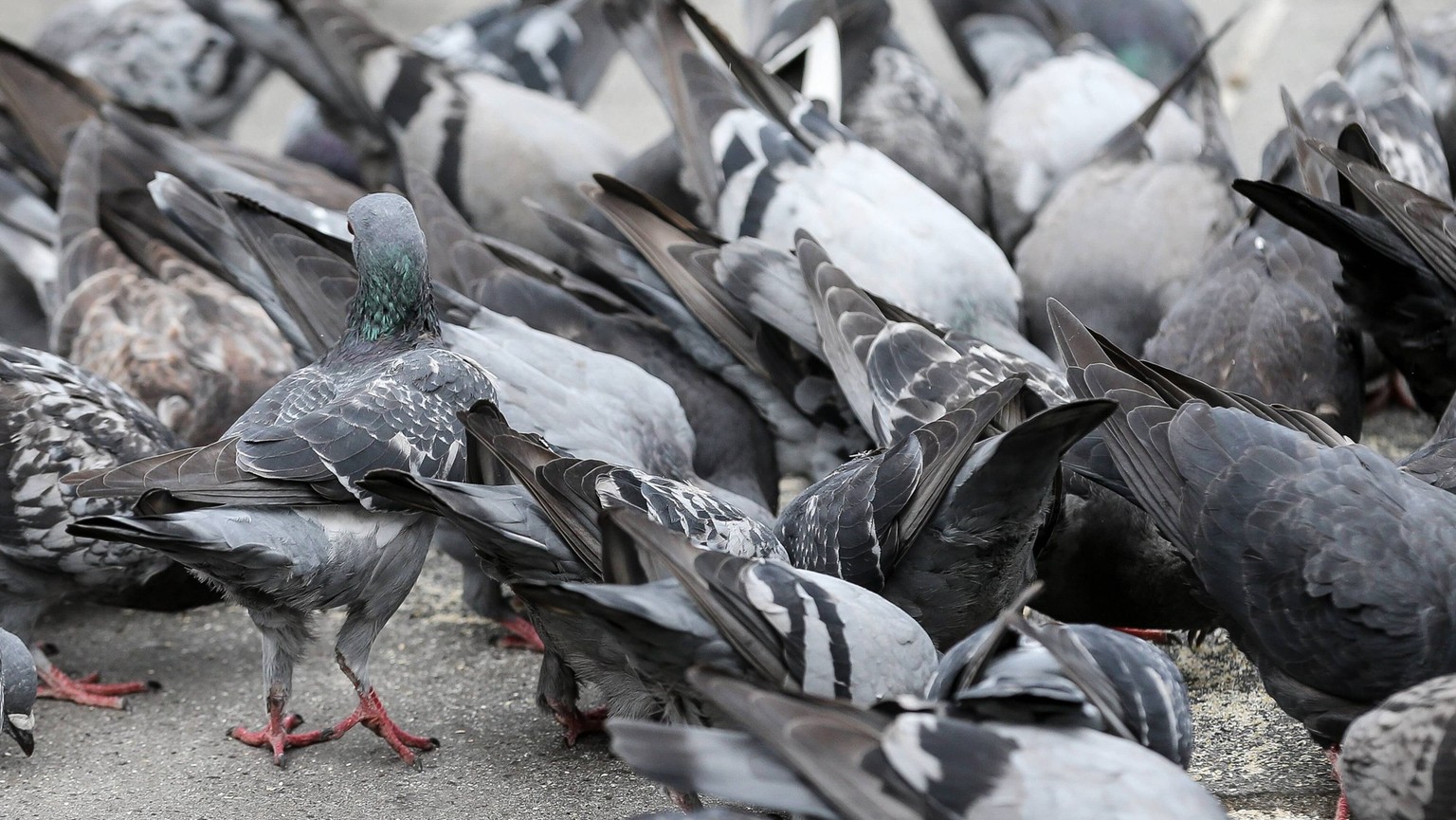 Koeln Tauben in einer Grossstadt Copyright: xHorn/xEibner-Pressefotox EP_BHN

Cologne Pigeons in a Big city Copyright xHorn Pressefotox EP_BHN