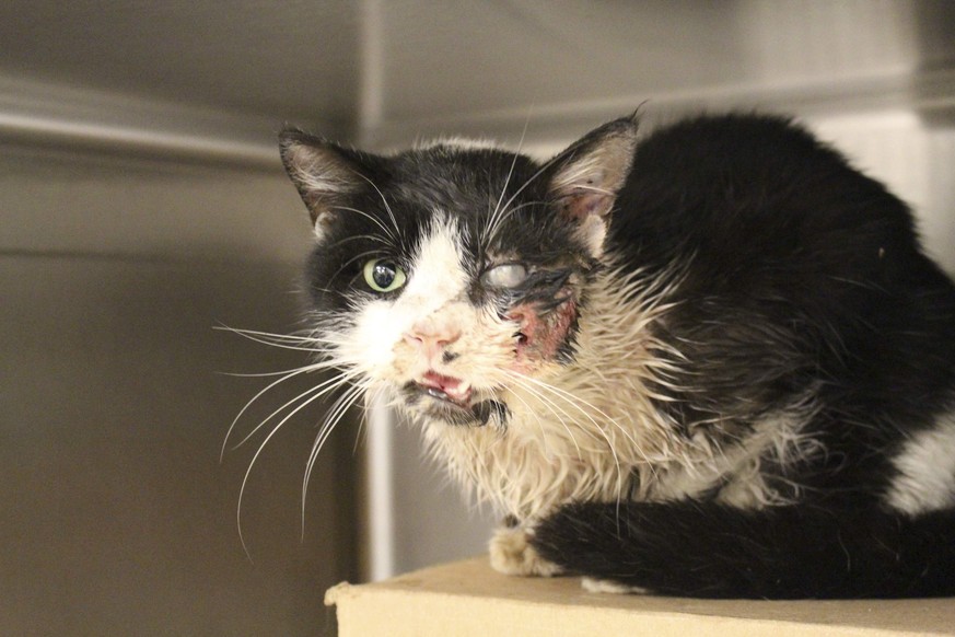 Bart, die Zombie-Katze buddelt sich nach fÃ¼nf Tagen aus