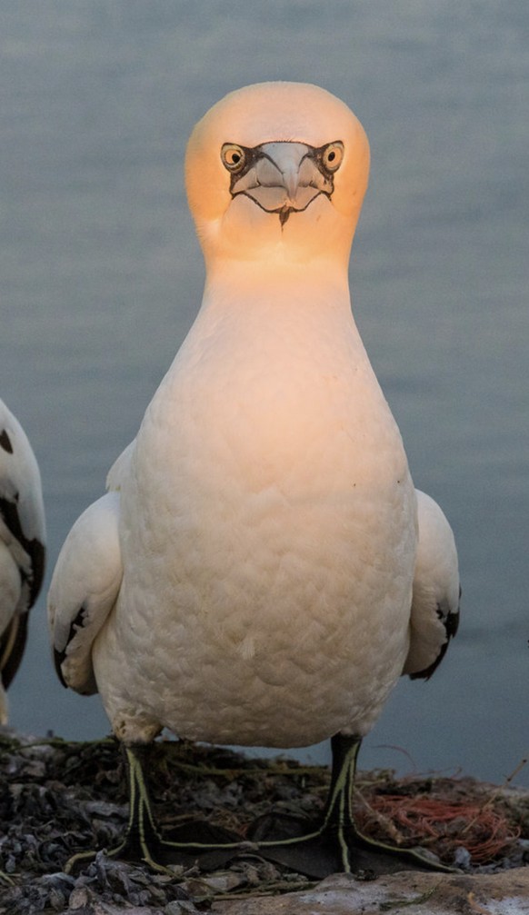 Furzende Pinguine, tanzende Kaninchen: 40 Tierbilder, die auch dich zum Lachen bringen
Hat schÃ¶ne Bilder darunter. 
Mir gefÃ¤llt die Nr. 6 am besten. 
Werde ab jetzt am Waldrand immer etwas genauer ...