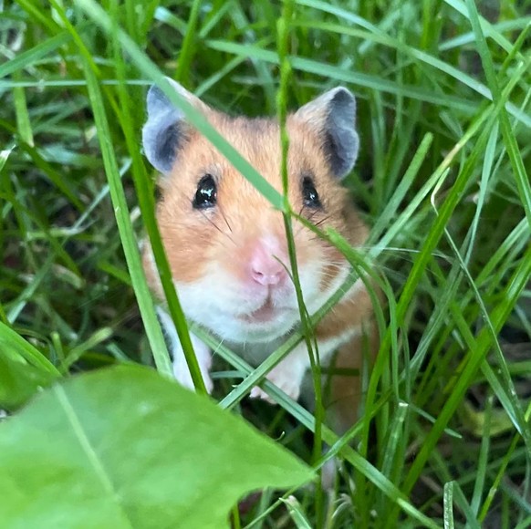 cute news animal tier hamster

https://www.reddit.com/r/hamsters/comments/xdrdr0/my_ol_girl_reba_reebs_for_short/