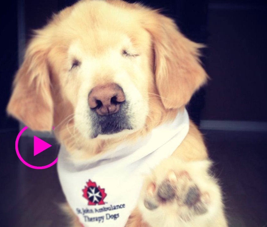 Dieser Golden Retriever ist zwar blind – dafür unendlich glücklich