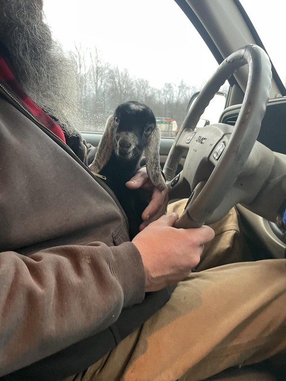 Goat in car https://imgur.com/t/aww/Ln3uUnM