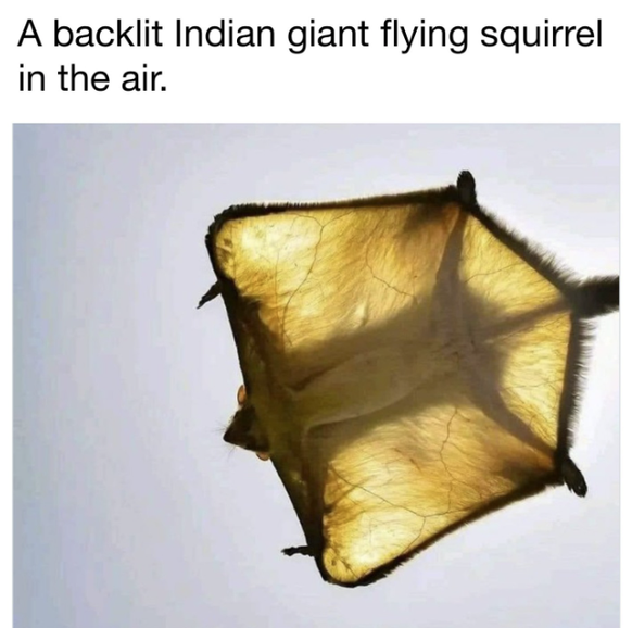 Cute News: Indisches Riesenhörnchen