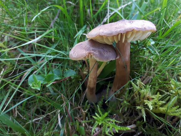 Rötender Nitratsaftling, stark gefährdet. (Bild: zvg/Andrin Gross)