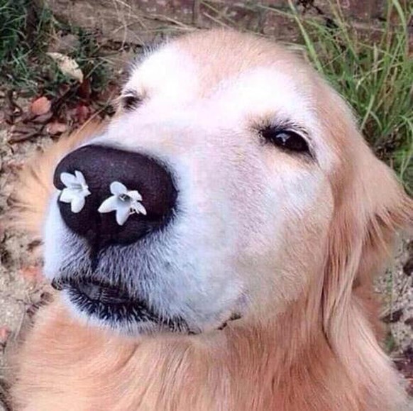 Hund mit Blumen in den Nasenlöchern
Cute News
https://imgur.com/gallery/cvI2h