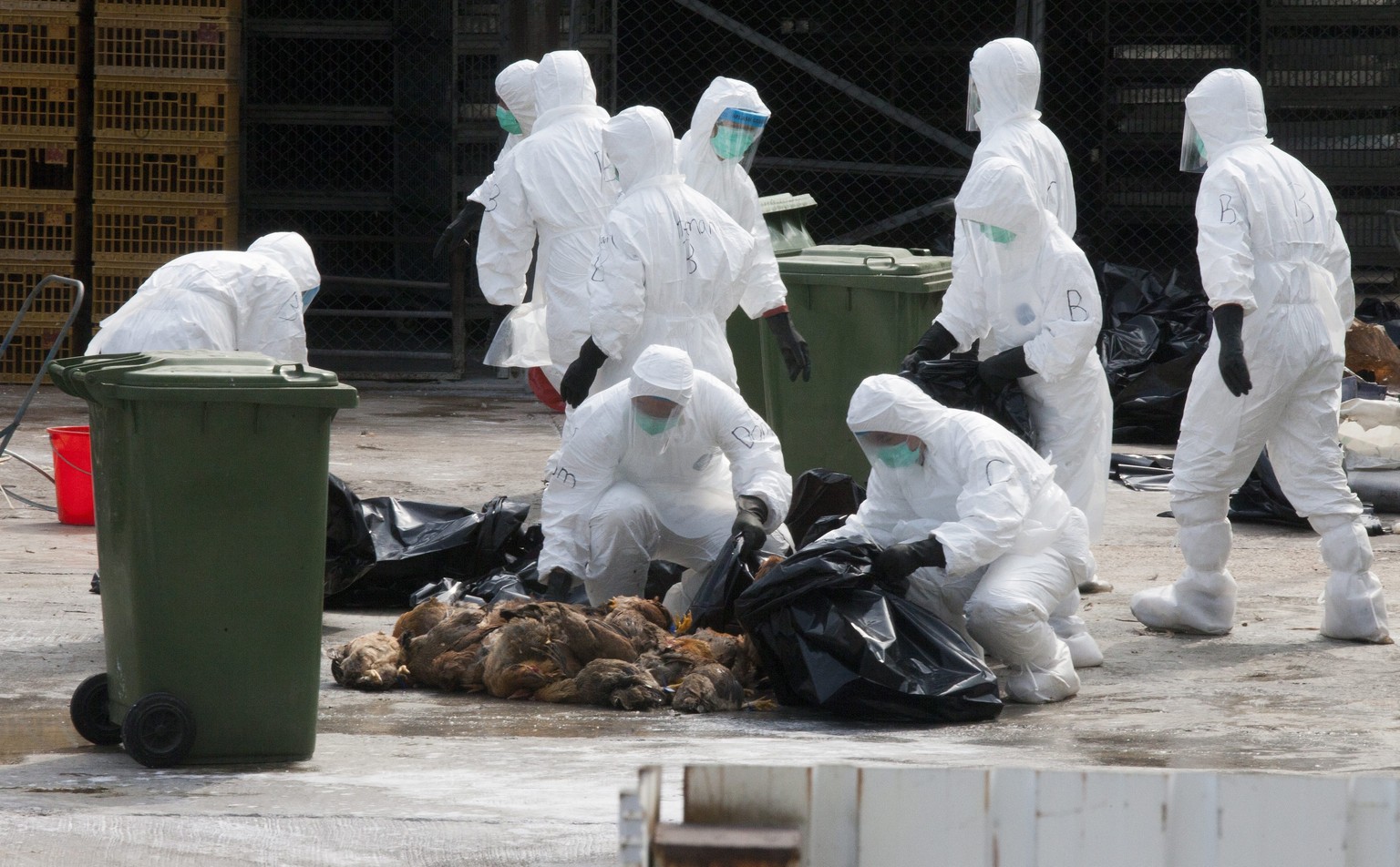 epa04044993 Hong Kong Health Department workers are seen disposing dead chickens during a cull of 20,000 chickens, in the wake of a discovery of the H7N9 bird flu virus in a batch of live birds import ...