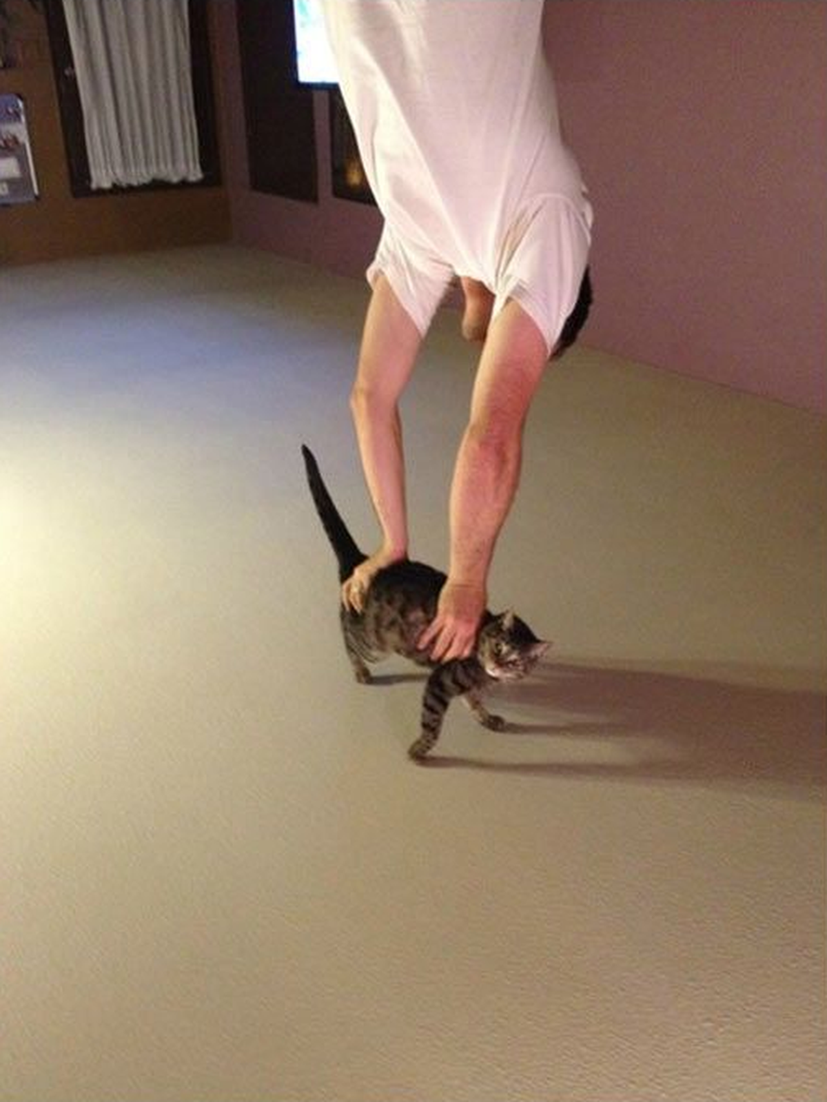 Katze "Handstand"
Cute News
http://imgur.com/gallery/aN7Br