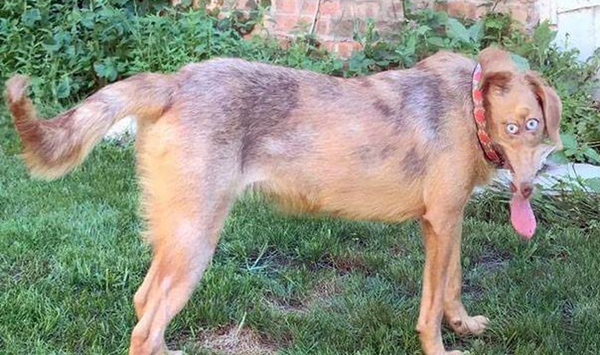 Fails, 1 Quiz und herzige Tiere – heute ist einfach alles dabei!