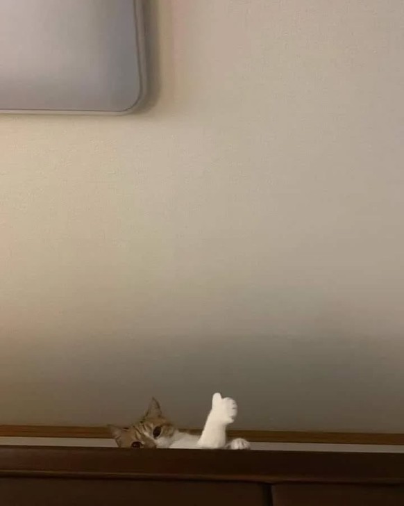 cute news tier katze

https://www.instagram.com/p/CmHxOq8Joq2