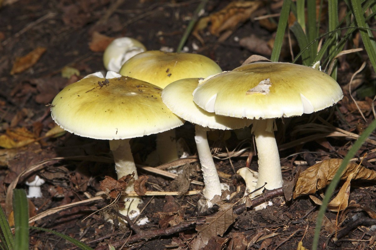 Gr�ne Knollenbl�tterpilze, Amanita phalloides *** Green mushrooms Amanita phalloides PUBLICATIONxINxGERxSUIxAUTxHUNxONLY 1065514427