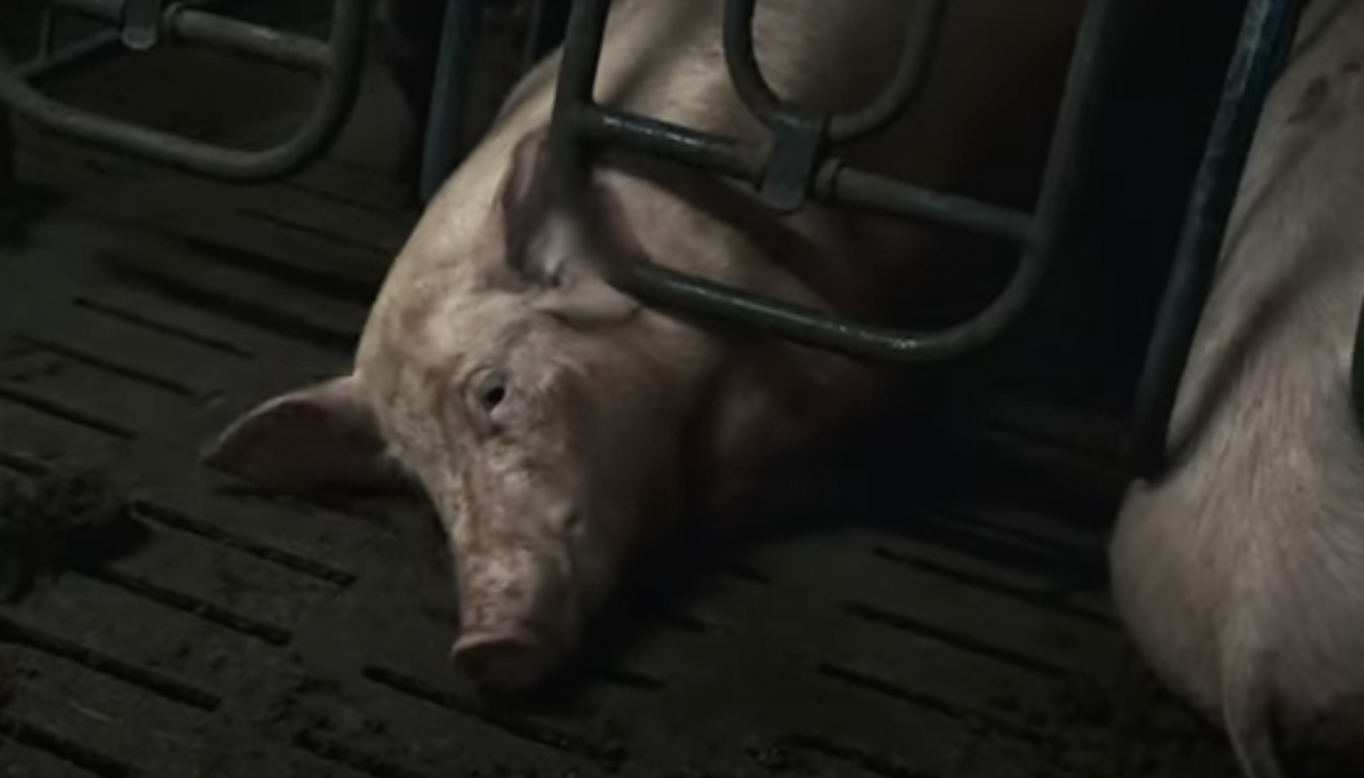 Das Mutterschwein möchte zurück zu seinen Kindern.
