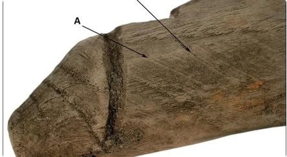 Römische Schnitzkunst: Das antike Holz-Objekt erinnert stark an einen Penis.