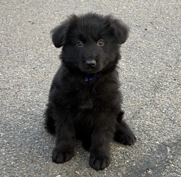 kleiner Hund