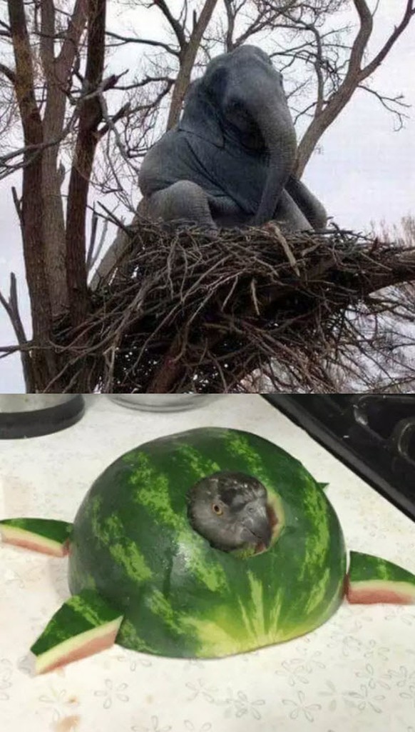Das passiert, wenn man vom Küssen keine Ahnung hat. Zeit für lustige Tierbilder
Hmm.. nennt es Bauchgefühl, aber manchmal hab&#039; ich den Verdacht, dass mit Pascals Tieren etwas nicht stimmt. Ich ko ...
