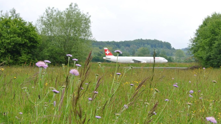 Das Naturschutzgebiet in Kloten ZH verhindert den Bau zusätzlicher Abrollwege. © Flughafen Zürich AG