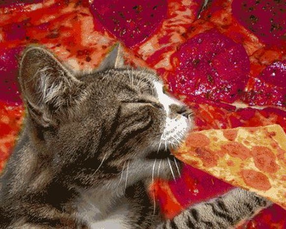 Katze, pizza