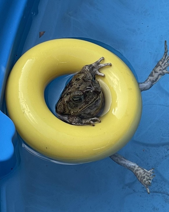 cute news tier frosch

https://www.reddit.com/r/frogs/comments/139qq2n/found_this_little_guy_just_chillin_this_morning/