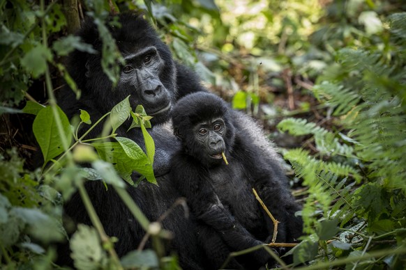 Eine Gorilla-Familie in Uganda.