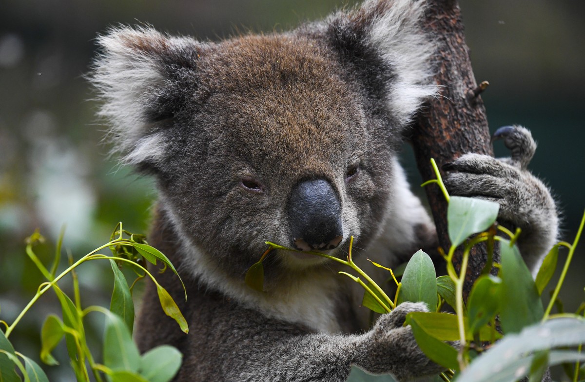 epa08838386 A koala is seen eating gum leaves at the Tidbinbilla Nature Reserve near Canberra, Australia, 24 November 2020. The federal government yesterday announced a national audit of koala populat ...