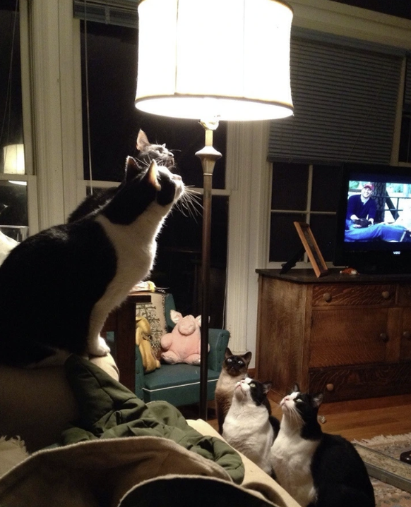 Lustige Tierbilder: Katzen und Lampe