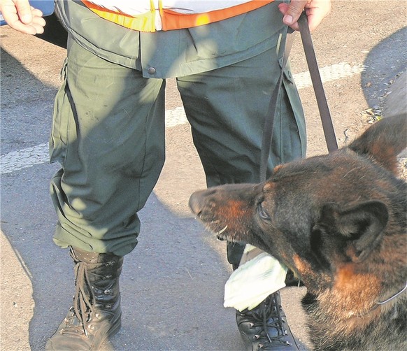 Sie sind die Spürnasen der deutschen Zöllner: Schäferhund Lex hat geschmuggelte Euros entdeckt.