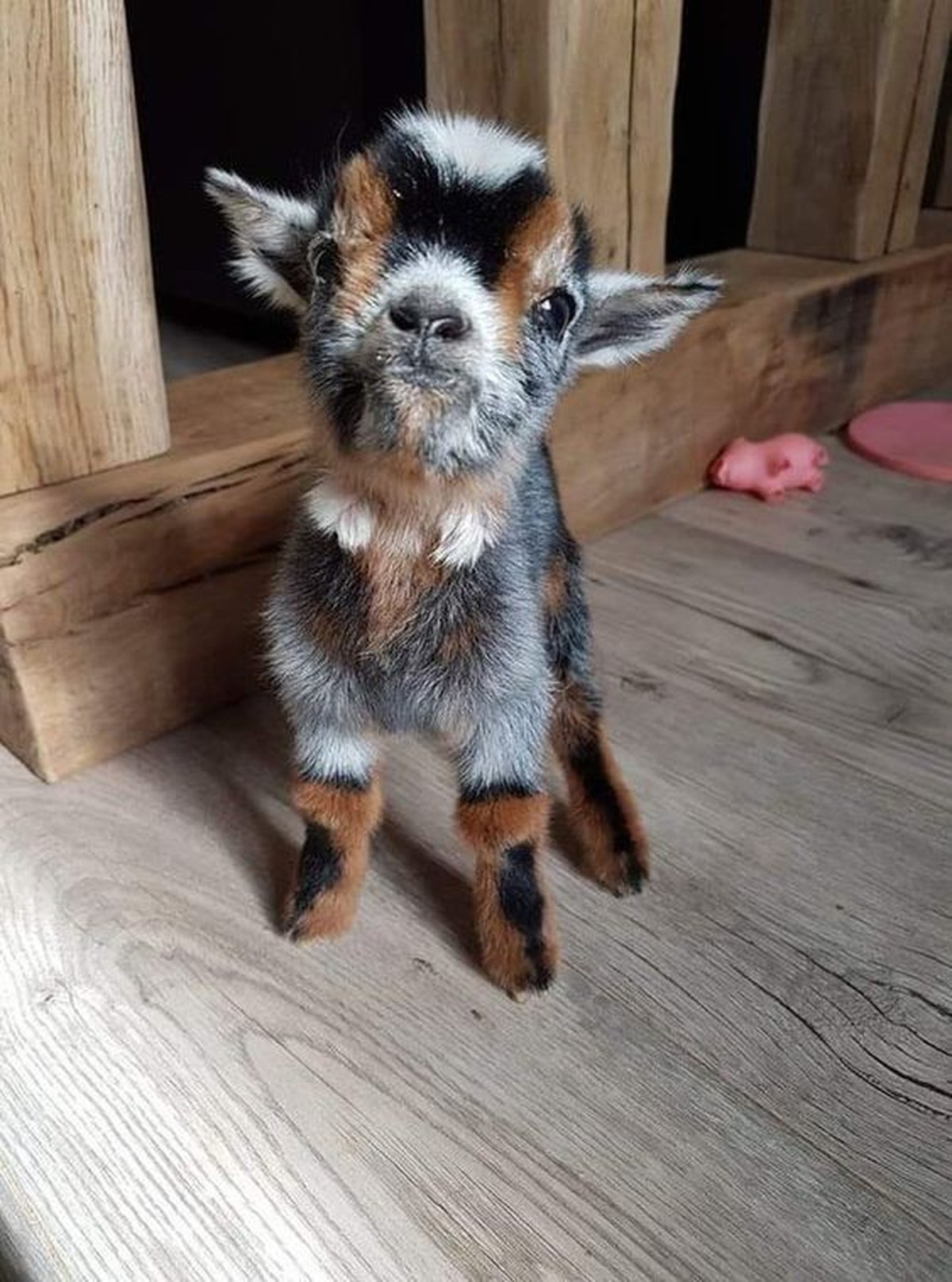 cute news tier ziege

https://ch.pinterest.com/pin/1121888957171639909/