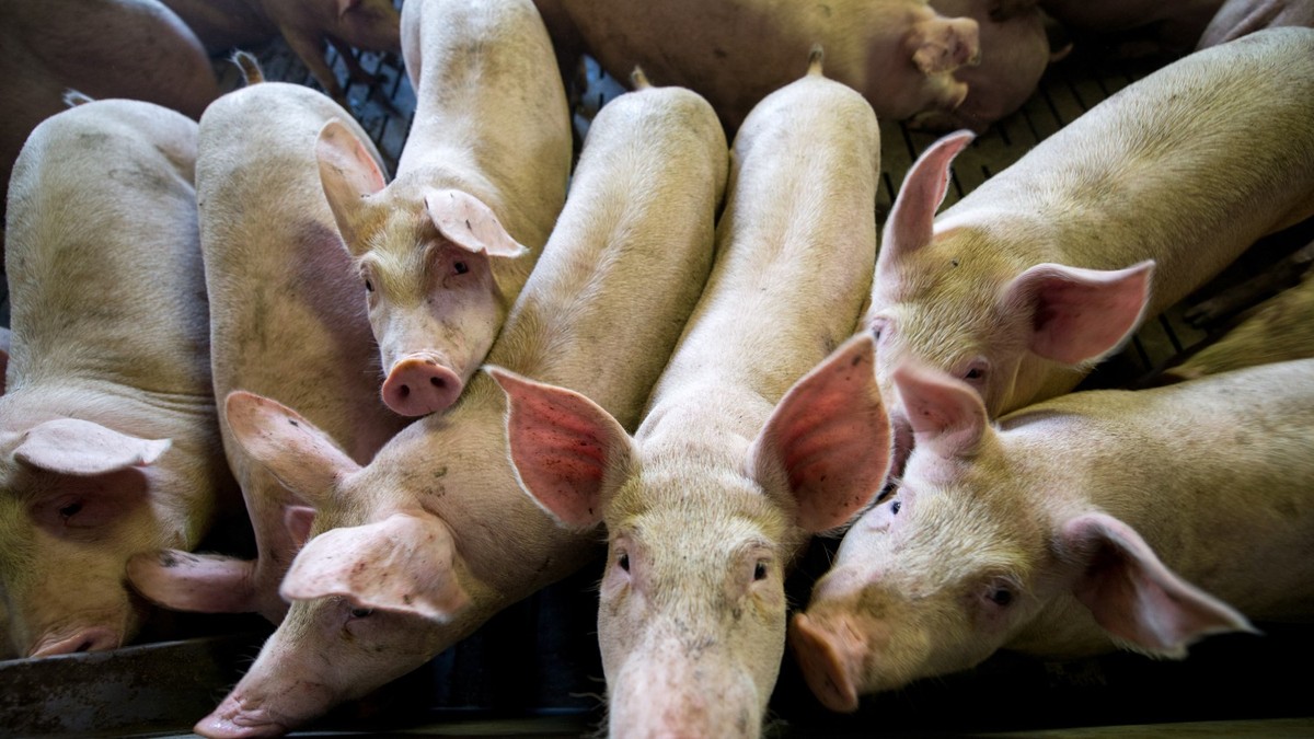 Mehr-Tiere-tiefere-Nachfrage-Schweizer-Schweinefleisch-landet-vermehrt-in-Deutschland