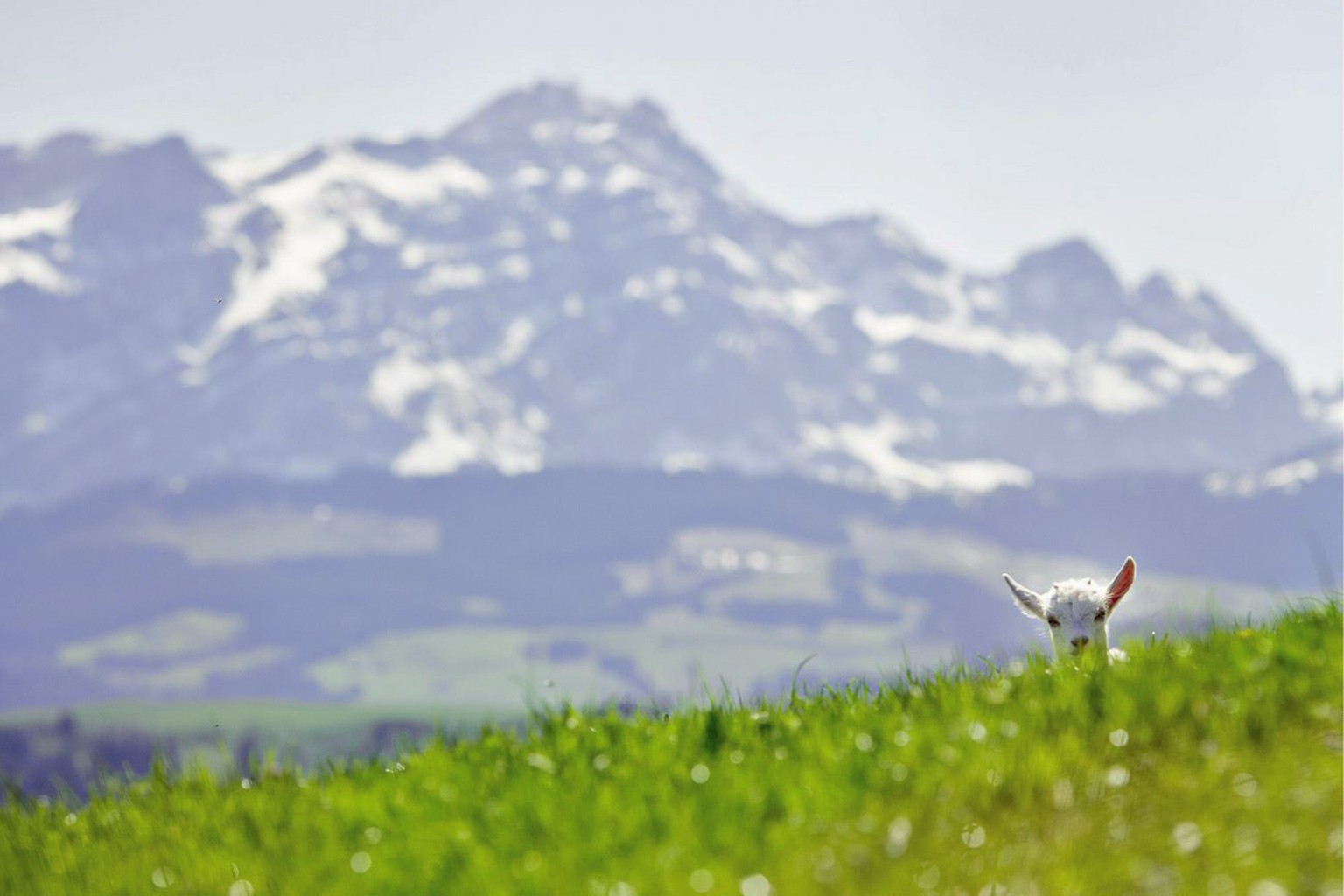 Eine Ziege liegt in einer Wiese mit Blick auf den Saentis am Donnerstag, 7. April 2011 oberhalb Teufen. (KEYSTONE/Ennio Leanza)