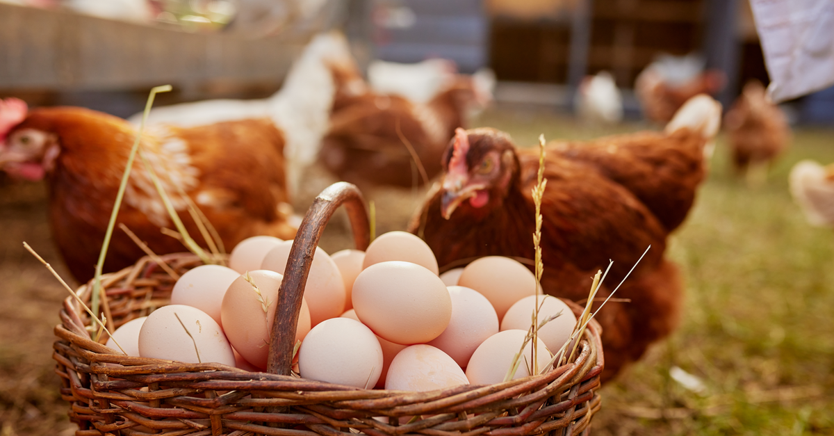 Huhn oder Ei? – Forschende sind sich einig, was zuerst da war