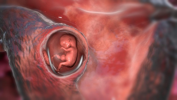 Ein Embryo in einer Hülle.