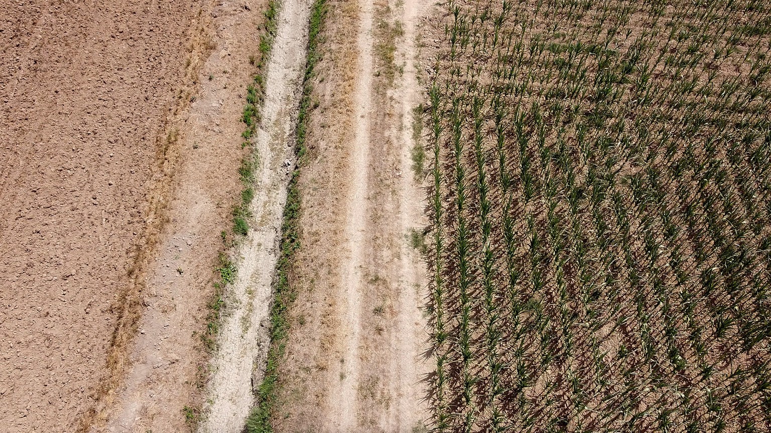 epa10027112 A dry corn field due to drought in Palazzo Pignaro, Crema, Italy, 22 June 2022. Italy&#039;s regions are to ask the government to declare a state of emergency for drought in the north of t ...