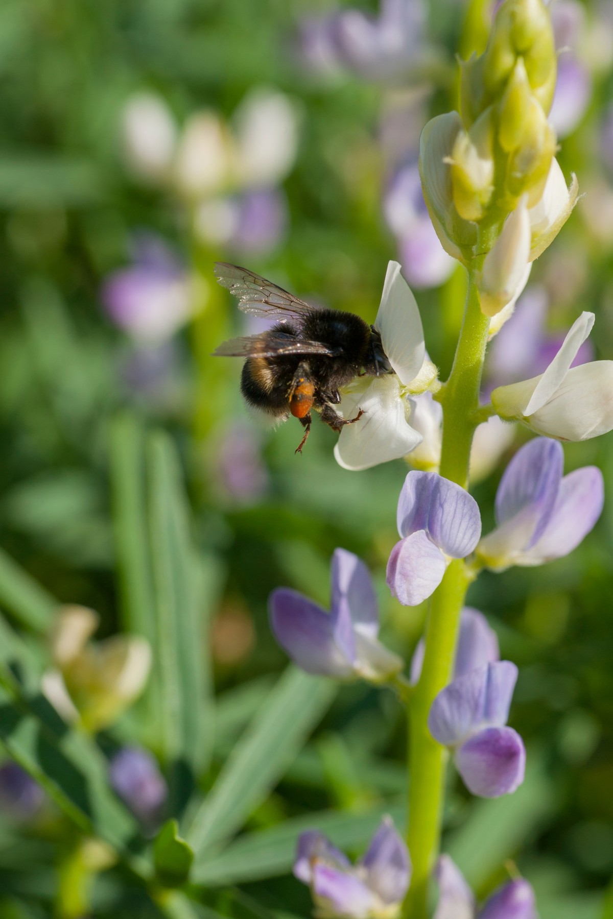 Die Lupine ist beliebt bei Bienen.