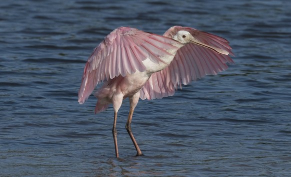 Roseate spoonbill Platalea ajaja flapping wings at the waters edge, Cedar Key, Levy County, Florida, USA, April PUBLICATIONxINxGERxSUIxAUTxONLY 1555542 RogerxPowell