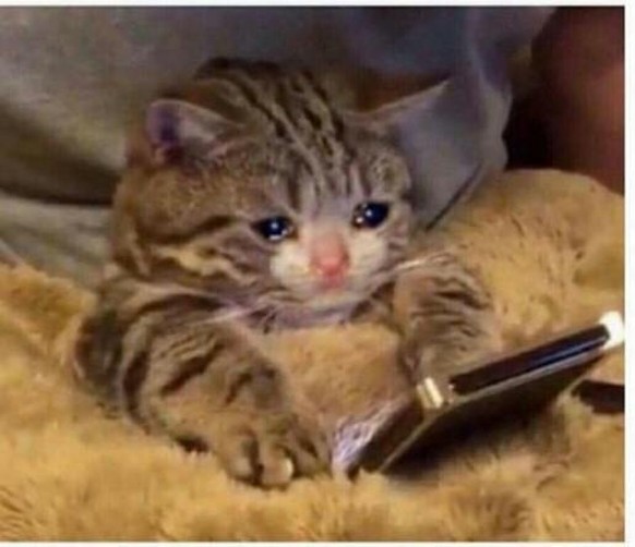 «Dumme Fanbase»: Cardi B erklärt ihr Social-Media-Aus\n.